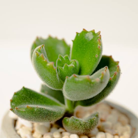 植物示意圖